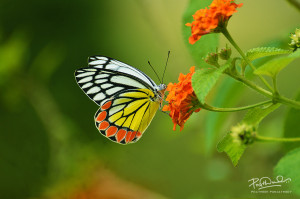 The Common Jezebel, photo shot by Pratheek Punjathody
