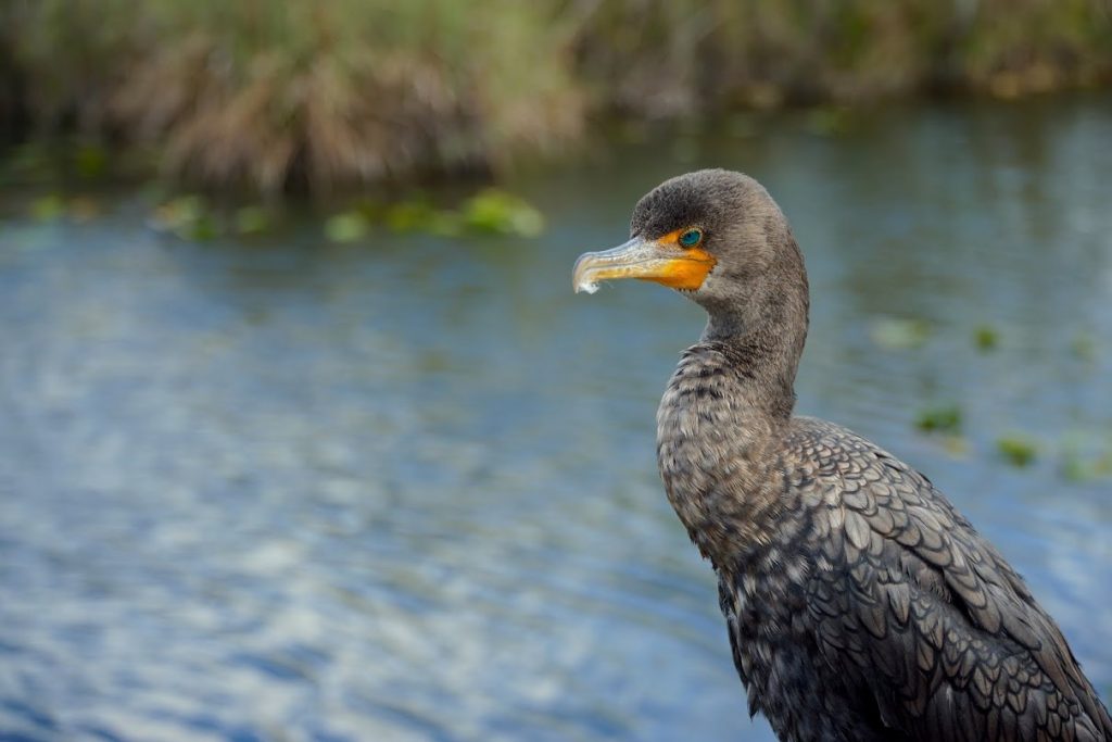 Anhinga in its natural habitat at Everglades National Park