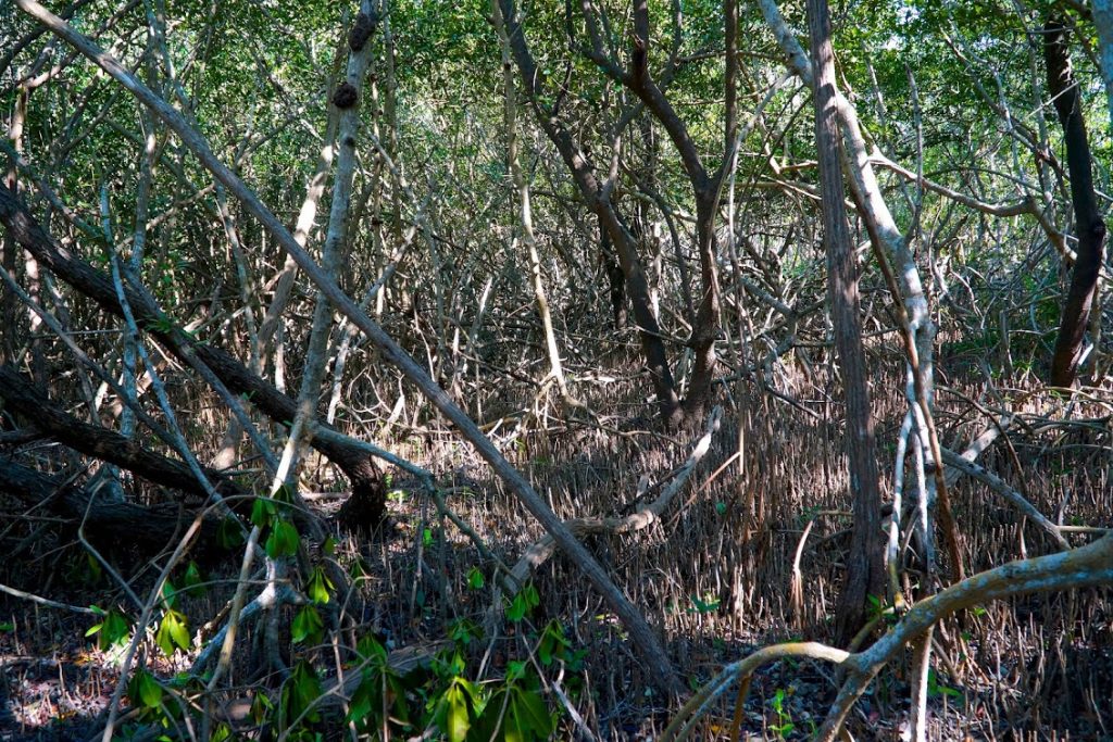 Mangrove Forest